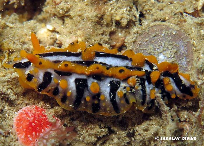 fauna endemism in Nosy Be